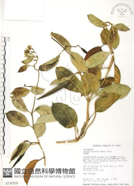 爬森藤藏品圖，第1張