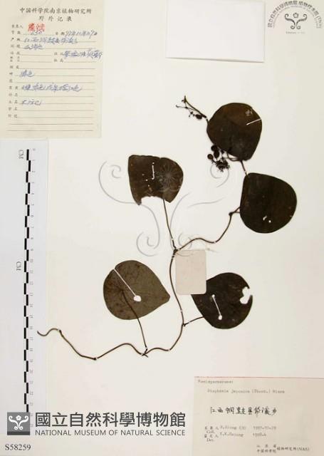 千金藤、金線吊烏龜藏品圖，第1張