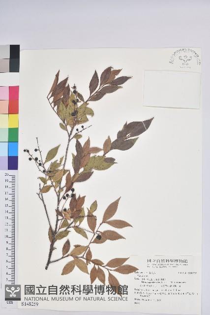 登錄號:S148259藏品圖，第1張