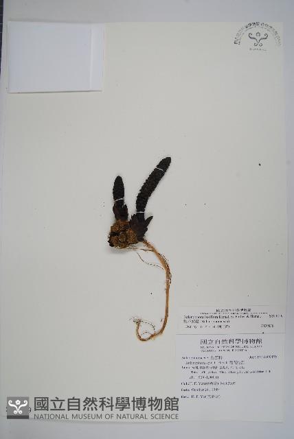 穗花蛇菰藏品圖，第1張