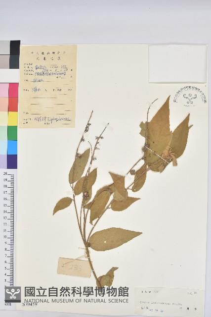 毛果巴豆藏品圖，第1張