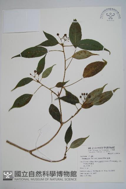 臺灣樹參藏品圖，第1張