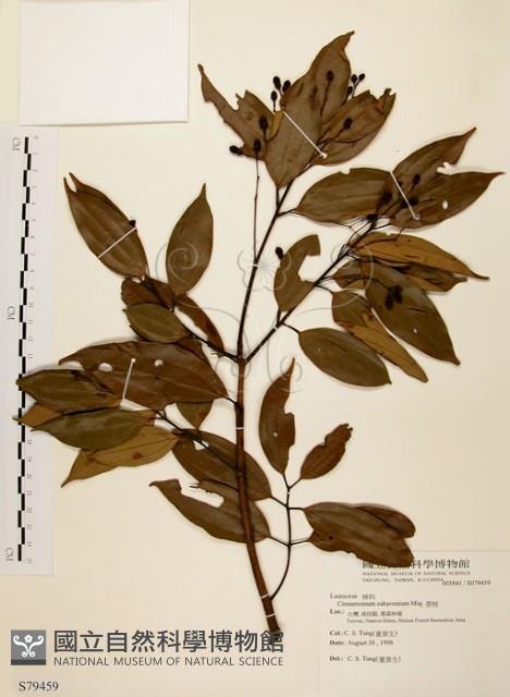 香桂藏品圖，第1張