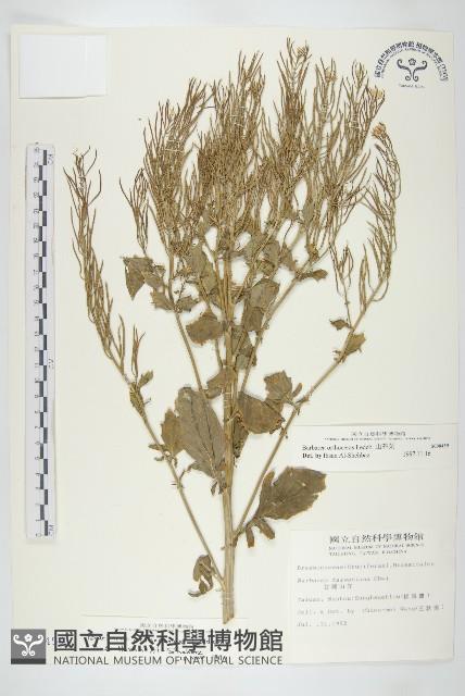 山芥菜藏品圖，第1張