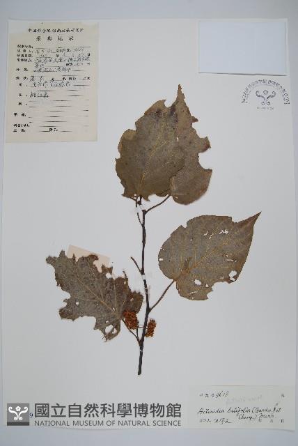 Brood-leaved actinidia Collection Image, Figure 1, Total 2 Figures