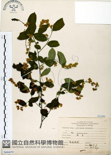 灰木藏品圖，第1張