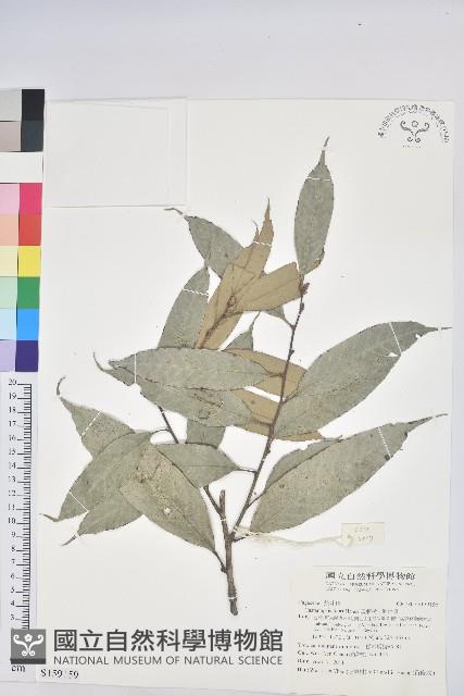 星刺栲、羅浮錐藏品圖，第1張