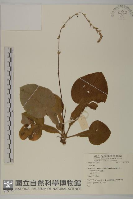 登錄號:S059159藏品圖，第1張