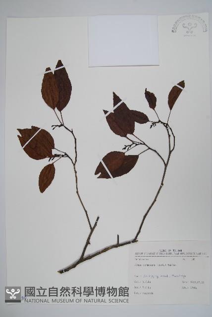 臺灣赤楊、臺灣榿木藏品圖，第1張