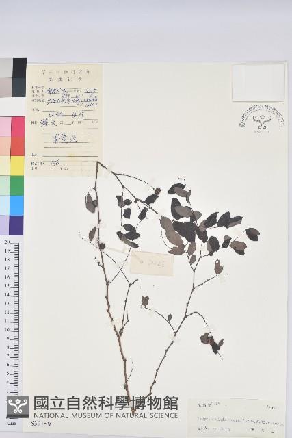 紅仔珠藏品圖，第1張