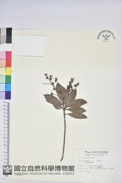 臺灣馬醉木藏品圖，第1張