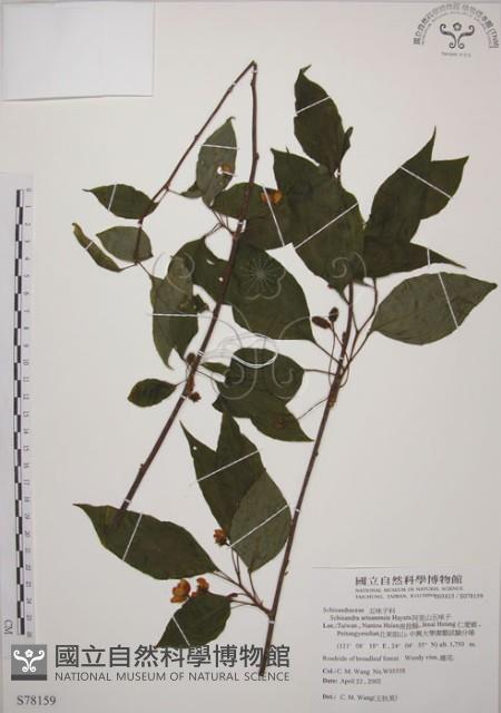 Alishan Magnolia Vine Collection Image