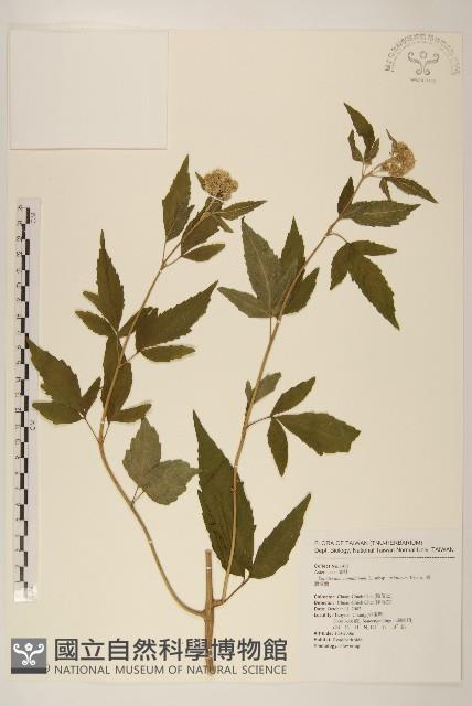 台灣澤蘭藏品圖，第1張