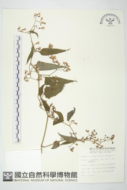 蔓黃菀藏品圖，第1張