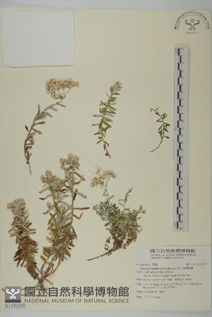 玉山抱莖籟簫藏品圖，第1張