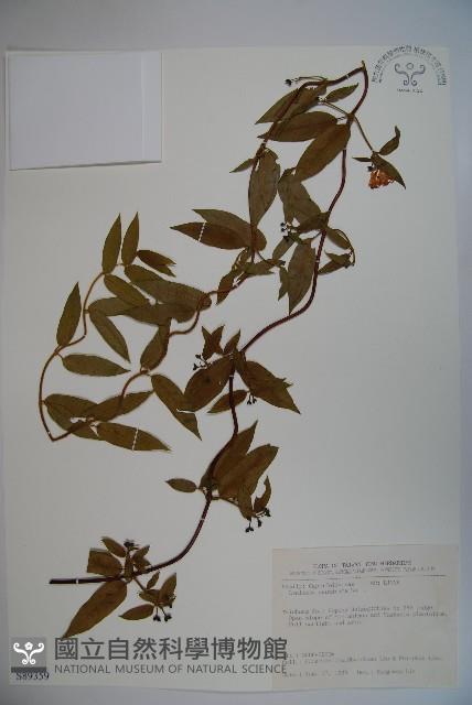 阿里山忍冬、漸尖葉忍冬藏品圖，第1張