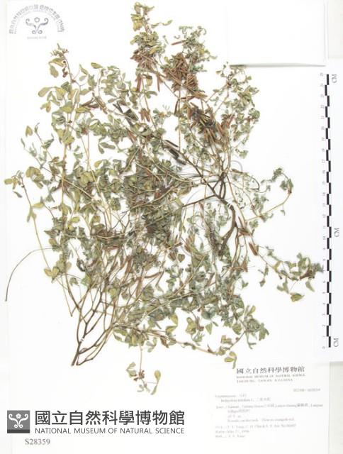 三葉木藍藏品圖，第1張