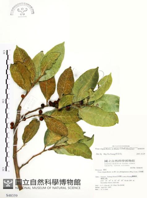 白肉榕藏品圖，第1張