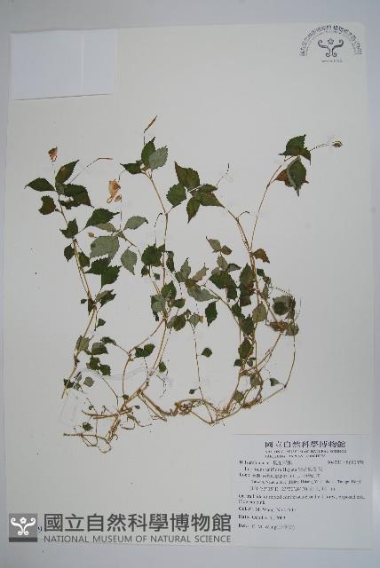 紫花鳳仙花藏品圖，第1張