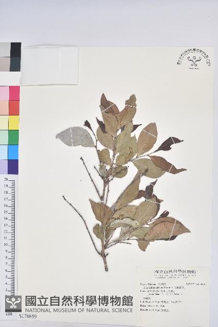 細葉饅頭果藏品圖，第1張