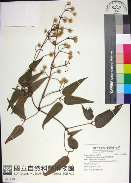 麥氏鐵線蓮藏品圖，第1張