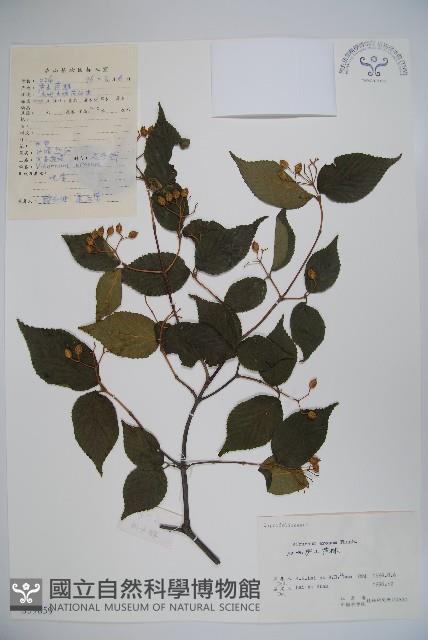 松田氏莢迷、宜昌莢迷藏品圖，第1張