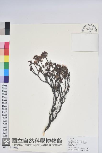 永寧杜鵑花藏品圖，第1張