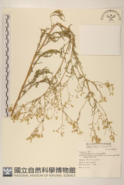 銀膠菊藏品圖，第1張