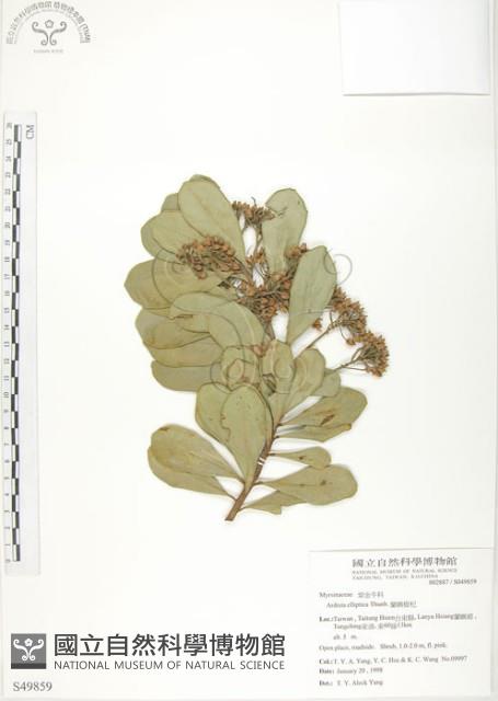 蘭嶼樹杞、蘭嶼紫金牛藏品圖，第1張