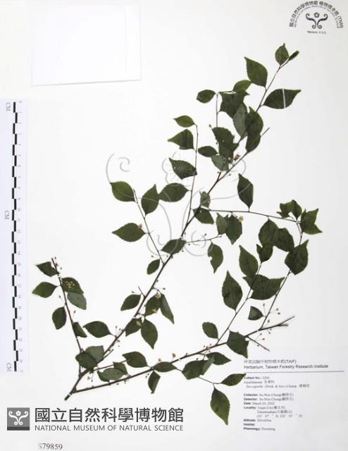 燈稱花、烏雞骨藏品圖，第1張