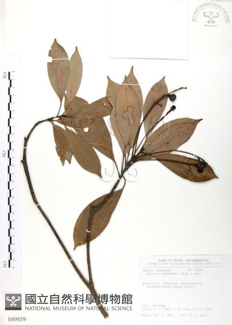 豬腳楠藏品圖，第1張