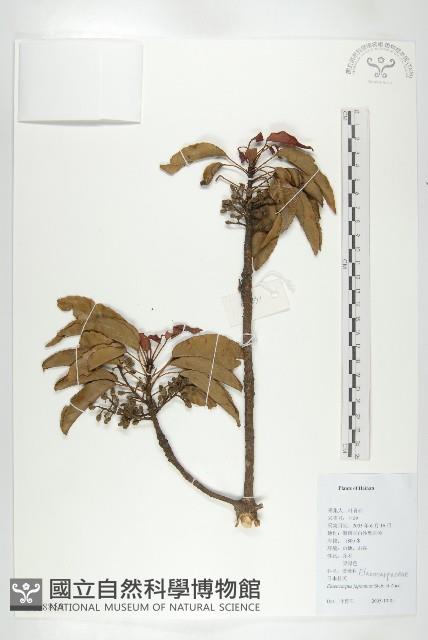 薯豆藏品圖，第1張