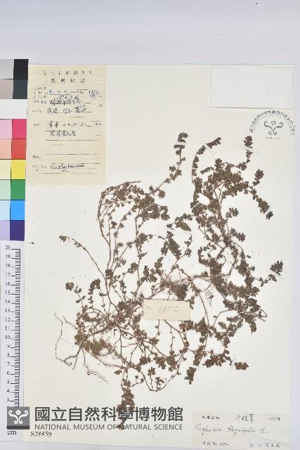 千根草藏品圖，第1張