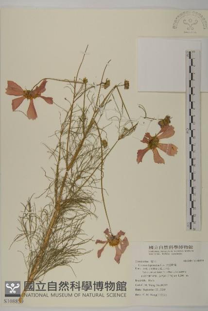 大波斯菊藏品圖，第1張