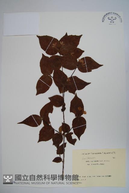 登錄號:S081959藏品圖，第1張