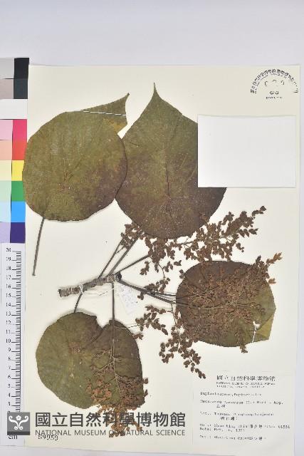 血桐藏品圖，第1張