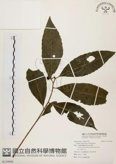 黑星紫金牛藏品圖，第1張