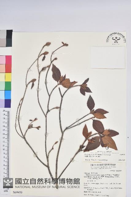 棲蘭山杜鵑藏品圖，第1張