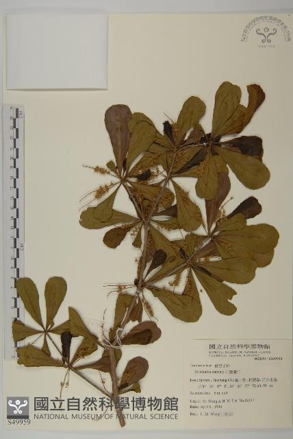 小葉欖仁藏品圖，第1張