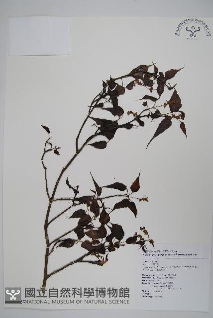 大屯尖葉槭, 川上氏槭藏品圖，第1張