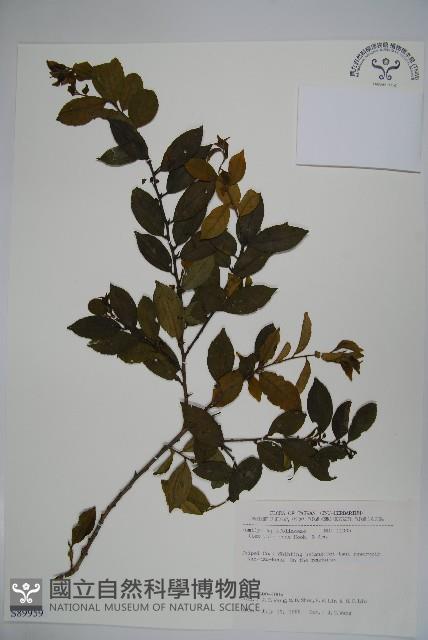 密毛假黃楊藏品圖，第1張