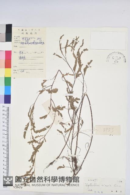 葉下珠、珠仔草藏品圖，第1張