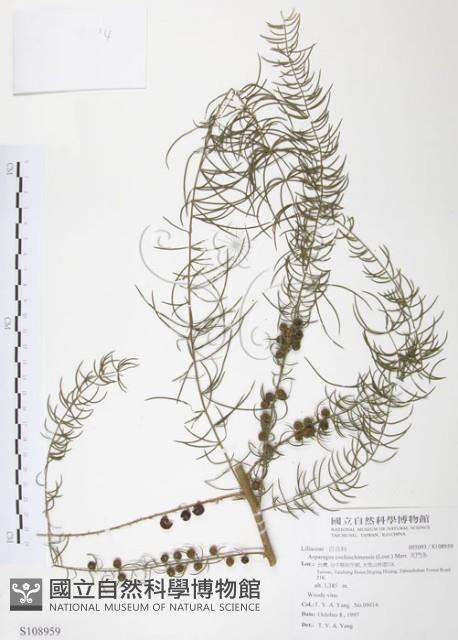 天門冬藏品圖，第1張