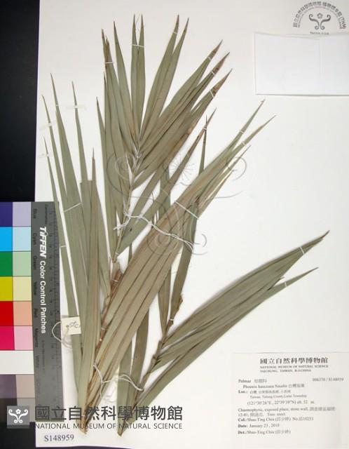 台灣海棗藏品圖，第1張