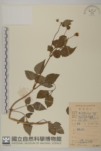 白花鬼針藏品圖，第1張