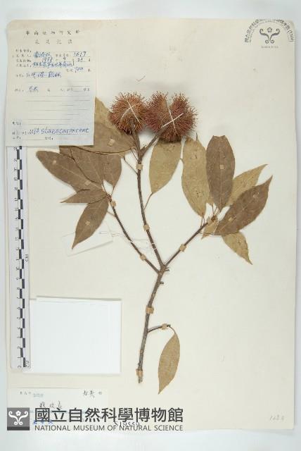 Accession Number:S019559 Collection Image, Figure 1, Total 3 Figures