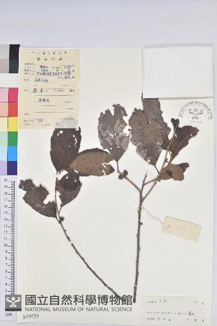 登錄號:S039559藏品圖，第1張