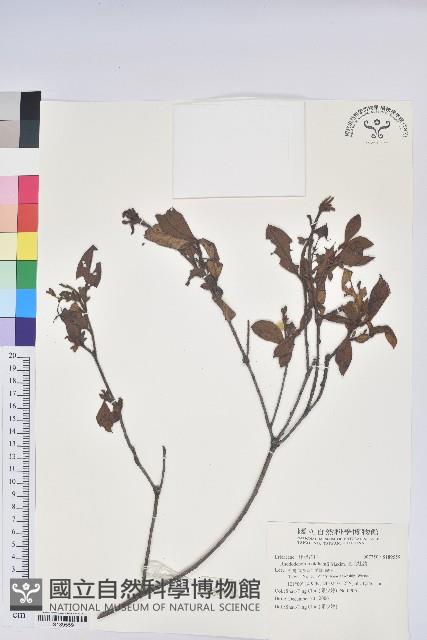 金毛杜鵑藏品圖，第1張