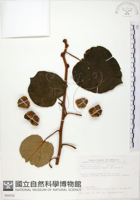 臺灣羊桃藏品圖，第1張