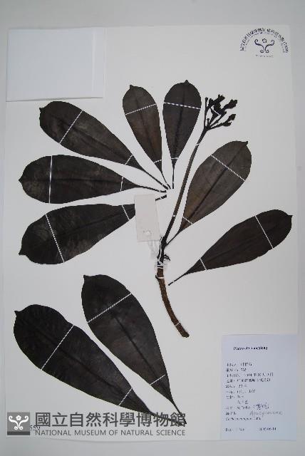 海檬果藏品圖，第1張